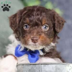 Arch, Mini Bernedoodle Puppy