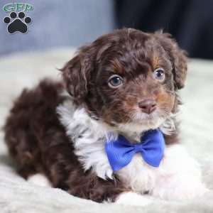 Arch, Mini Bernedoodle Puppy