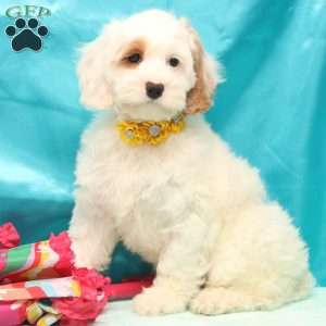 Kelly, Cockapoo Puppy