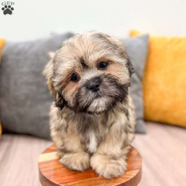 Poppy, Lhasa Apso Puppy