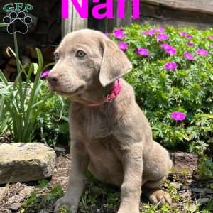 Nan, Silver Labrador Retriever Puppy