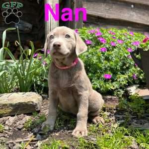 Nan, Silver Labrador Retriever Puppy