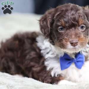 Arch, Mini Bernedoodle Puppy
