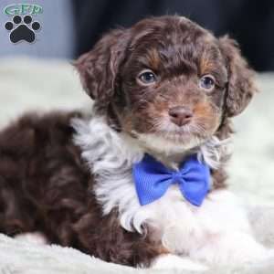 Arch, Mini Bernedoodle Puppy