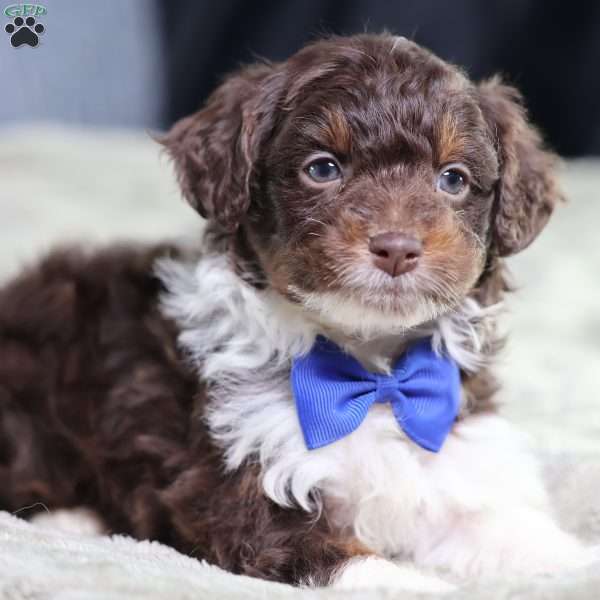 Arch, Mini Bernedoodle Puppy