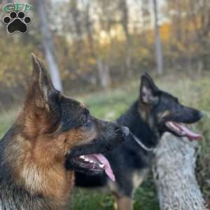 Dolche, German Shepherd Puppy
