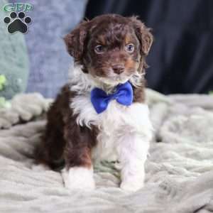 Arch, Mini Bernedoodle Puppy