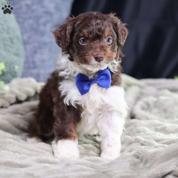 Arch, Mini Bernedoodle Puppy