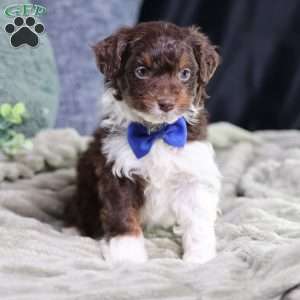Arch, Mini Bernedoodle Puppy