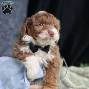 Aldo, Mini Bernedoodle Puppy