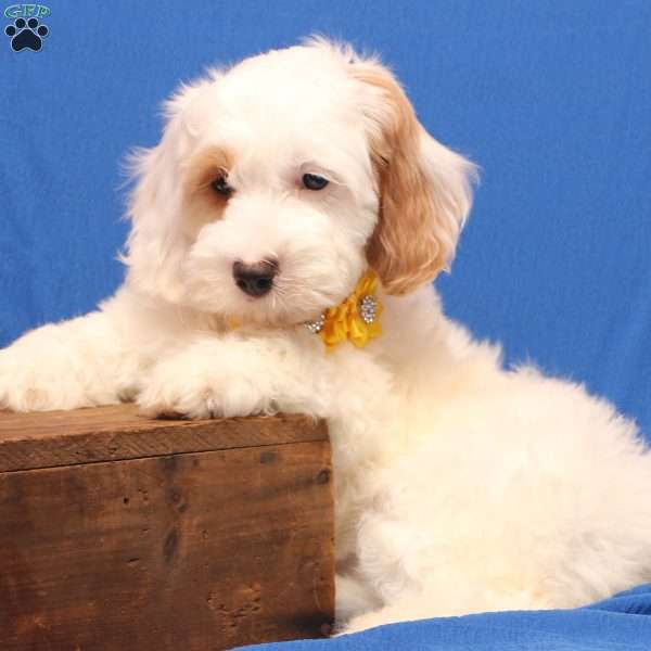 Kelly, Cockapoo Puppy