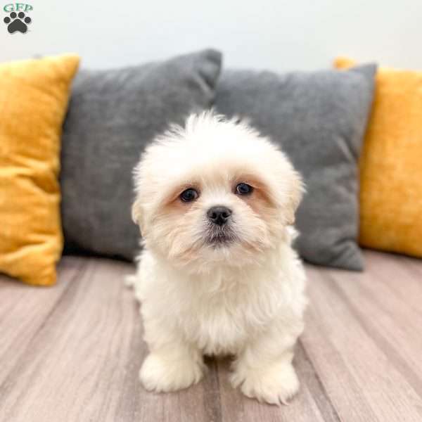 Casper, Lhasa Apso Puppy