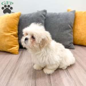 Casper, Lhasa Apso Puppy