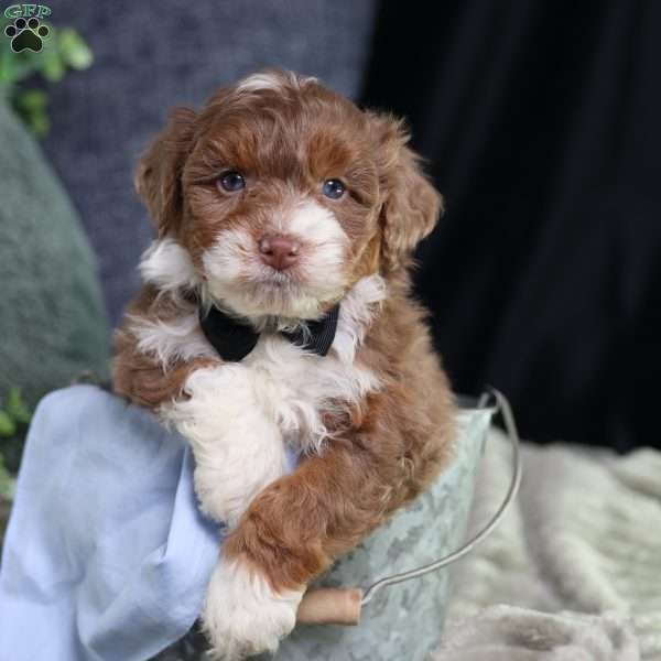 Aldo, Mini Bernedoodle Puppy