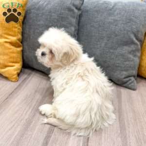 Casper, Lhasa Apso Puppy