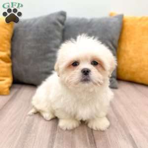 Casper, Lhasa Apso Puppy