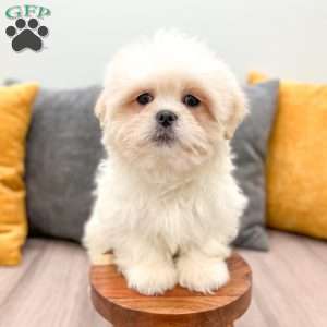 Casper, Lhasa Apso Puppy