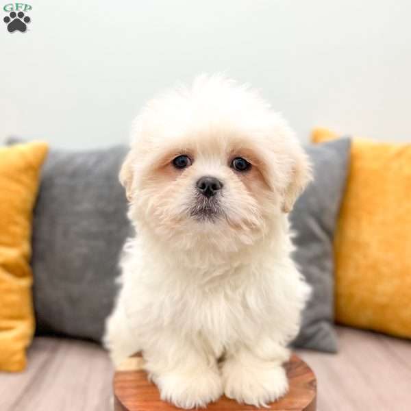 Casper, Lhasa Apso Puppy