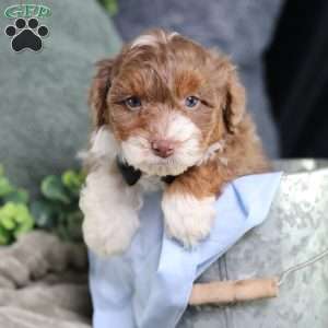 Aldo, Mini Bernedoodle Puppy