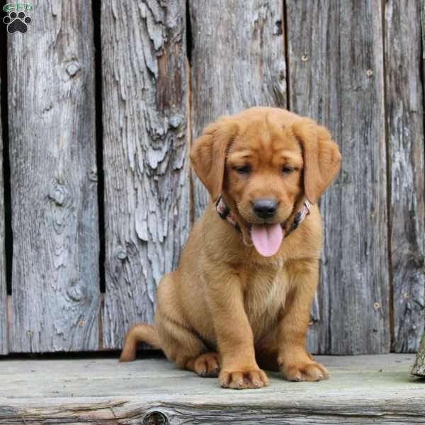 Buster, Fox Red Labrador Retriever Puppy