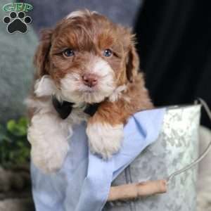 Aldo, Mini Bernedoodle Puppy