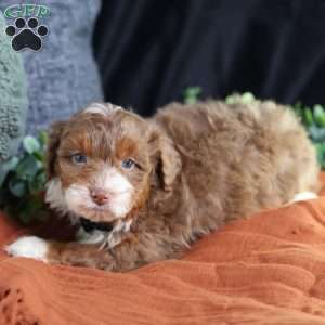 Aldo, Mini Bernedoodle Puppy