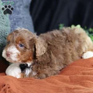 Aldo, Mini Bernedoodle Puppy