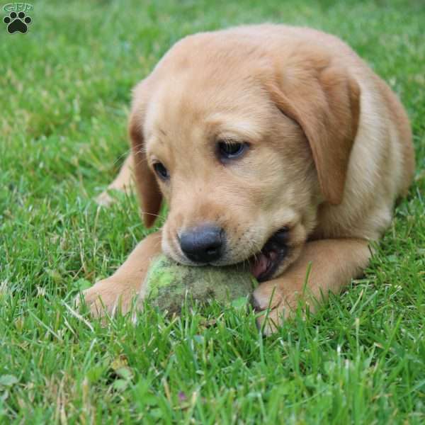 Tucker, Fox Red Labrador Retriever Puppy