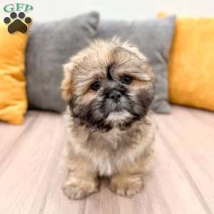 Jude, Lhasa Apso Puppy