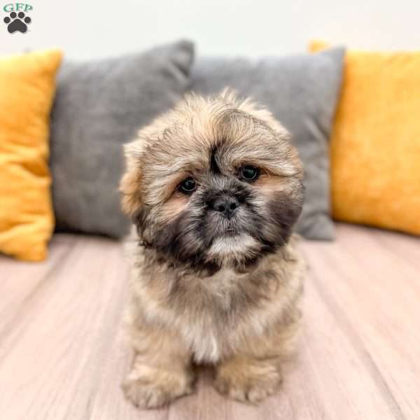 Jude, Lhasa Apso Puppy