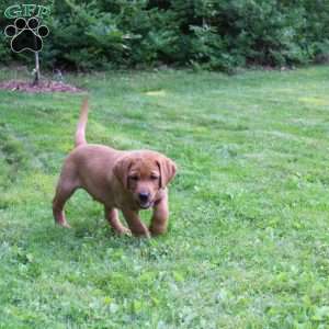 Teddy, Fox Red Labrador Retriever Puppy