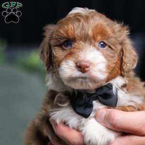 Aldo, Mini Bernedoodle Puppy