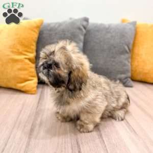 Jude, Lhasa Apso Puppy