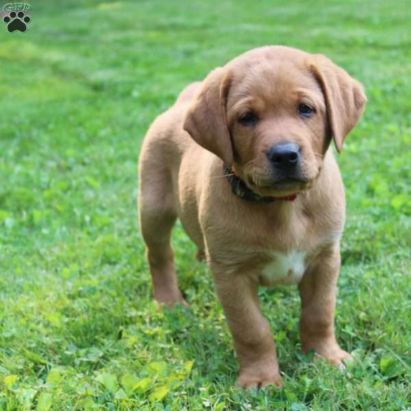 Teddy, Fox Red Labrador Retriever Puppy