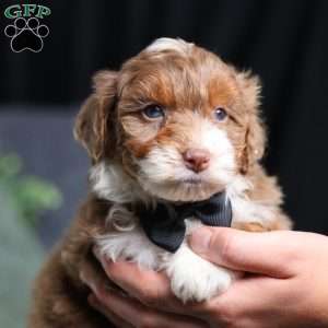 Aldo, Mini Bernedoodle Puppy