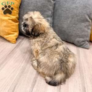 Jude, Lhasa Apso Puppy