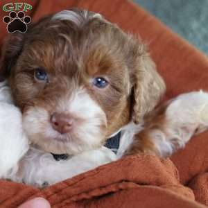 Aldo, Mini Bernedoodle Puppy