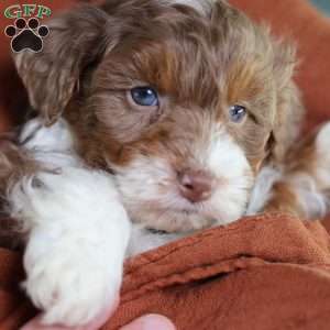 Aldo, Mini Bernedoodle Puppy