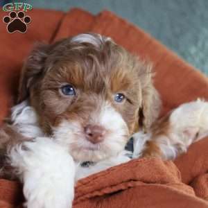 Aldo, Mini Bernedoodle Puppy
