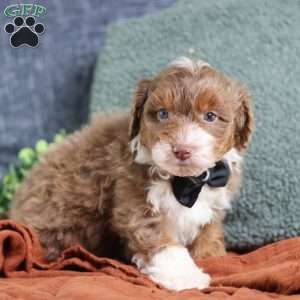 Aldo, Mini Bernedoodle Puppy