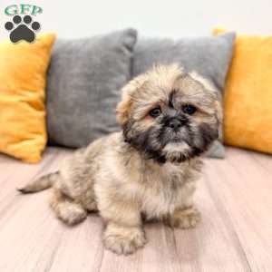Jude, Lhasa Apso Puppy