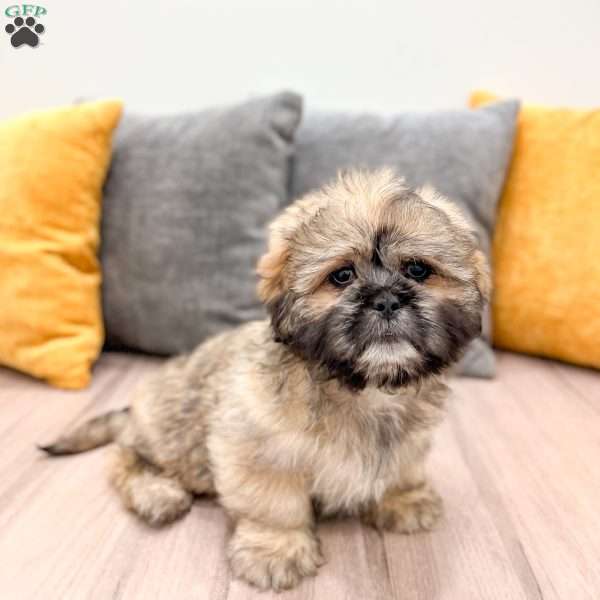 Jude, Lhasa Apso Puppy
