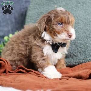 Aldo, Mini Bernedoodle Puppy