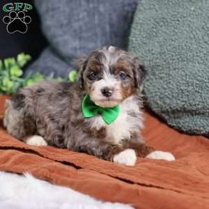 Allan, Mini Bernedoodle Puppy