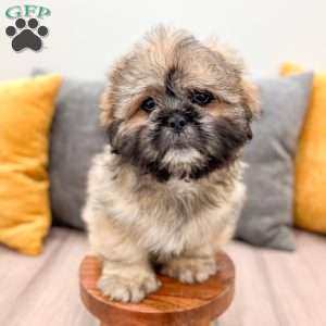 Jude, Lhasa Apso Puppy