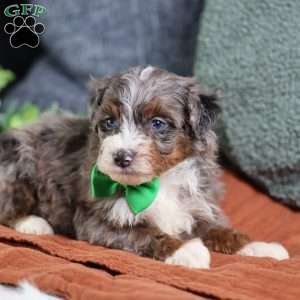 Allan, Mini Bernedoodle Puppy