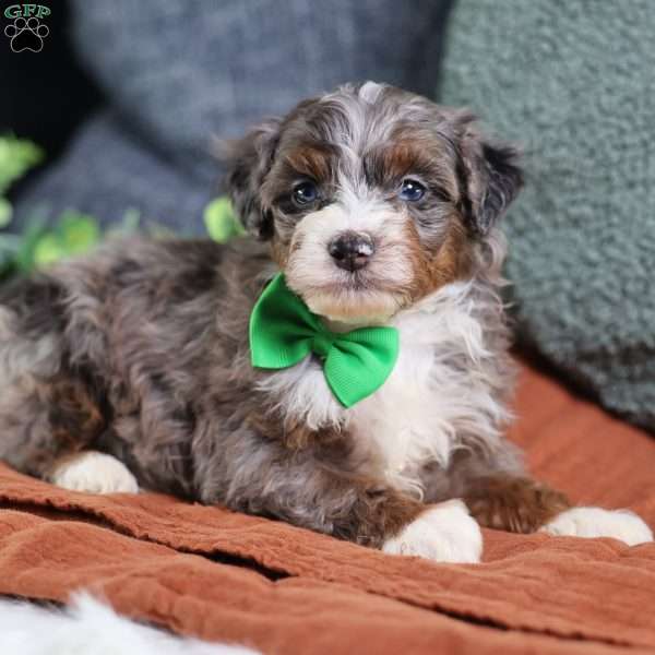 Allan, Mini Bernedoodle Puppy