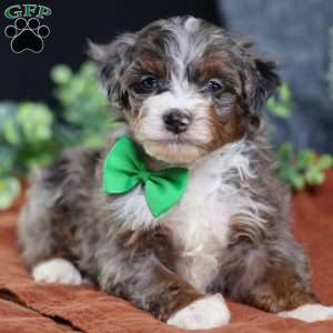 Allan, Mini Bernedoodle Puppy