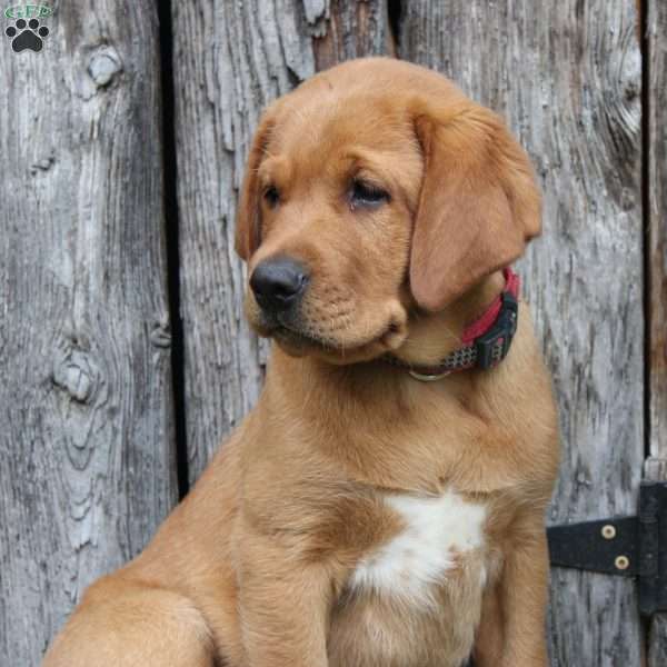 Teddy, Fox Red Labrador Retriever Puppy