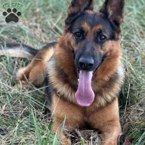 Dolche, German Shepherd Puppy